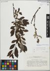 Foto von Salix myrsinifolia Salisb. x Salix phylicifolia L.